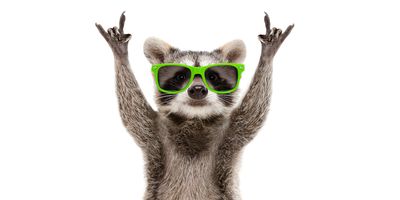 Photograph of a raccoon in green sunglasses showing a rock gesture, representing the pet raccoon that was affected by contaminated aromatherapy spray leading to a melioidosis outbreak.  