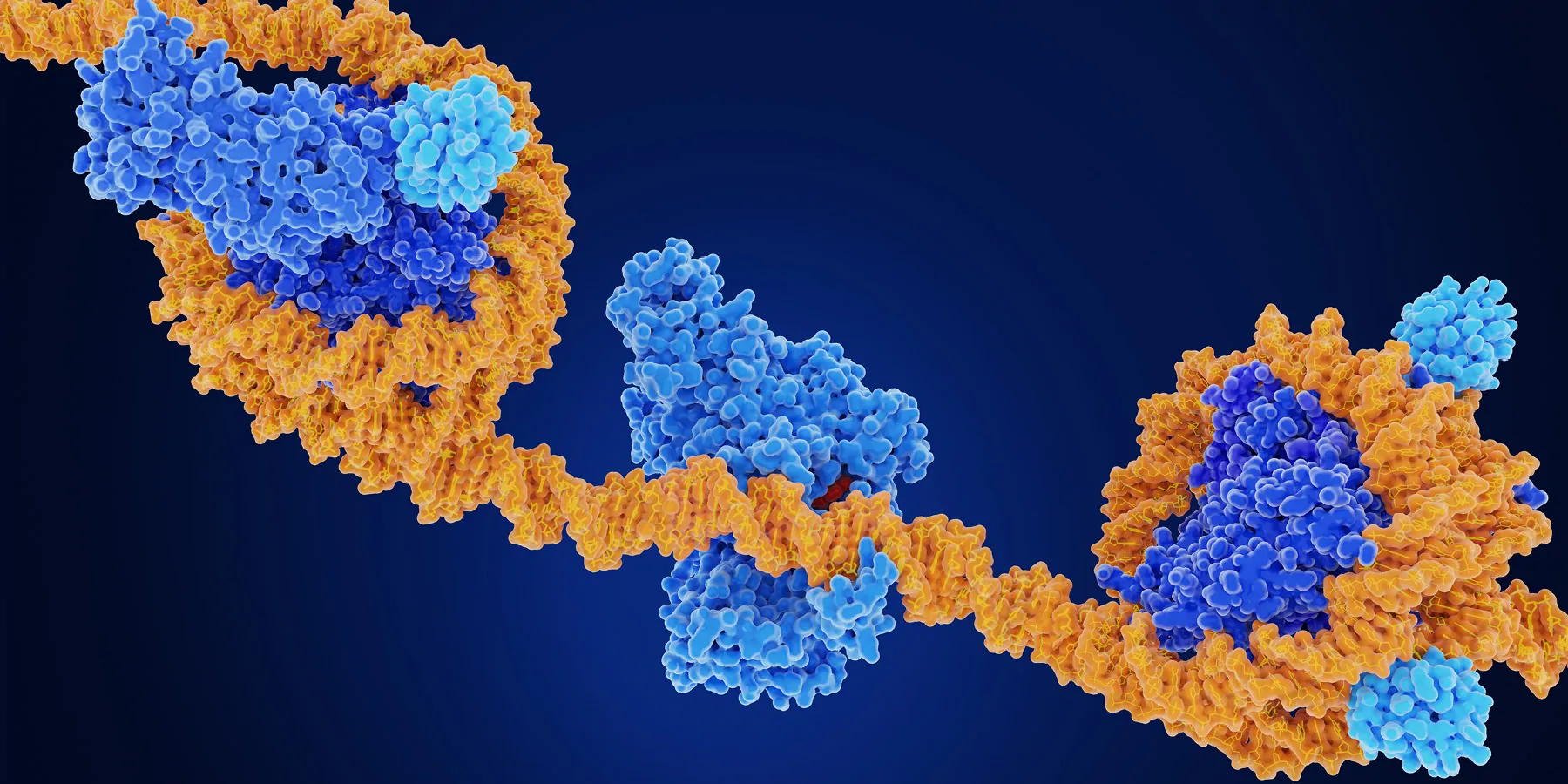 Computer image of DNA wrappedmy histones