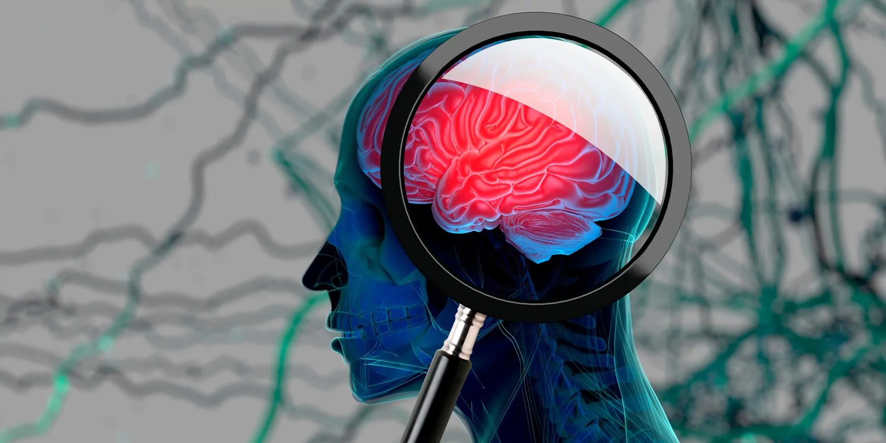 Magnifying glass held up to a computer image bisected human skll with visible brain