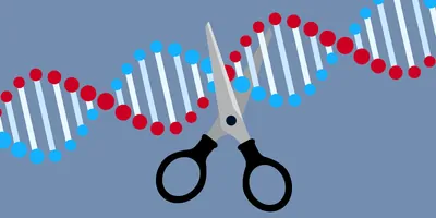 Vector image of scissors cutting DNA