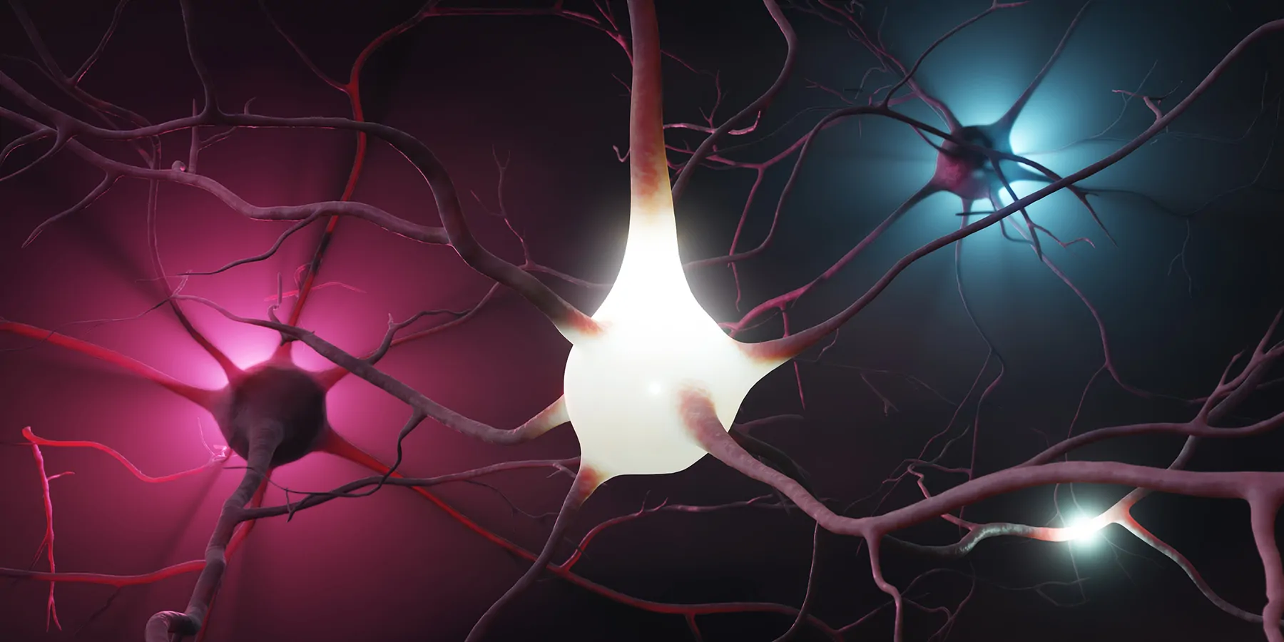 A Synapse Is Born: Human Brain Organoids Integrate with Mouse Cortex