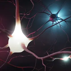 A Synapse Is Born: Human Brain Organoids Integrate with Mouse Cortex