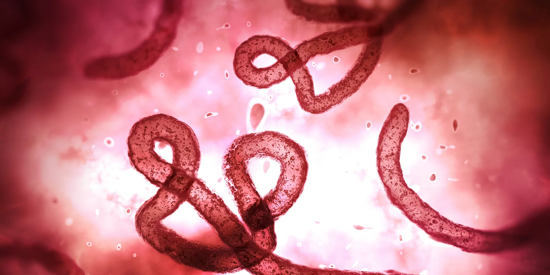 Microscopic image of ebola in blood