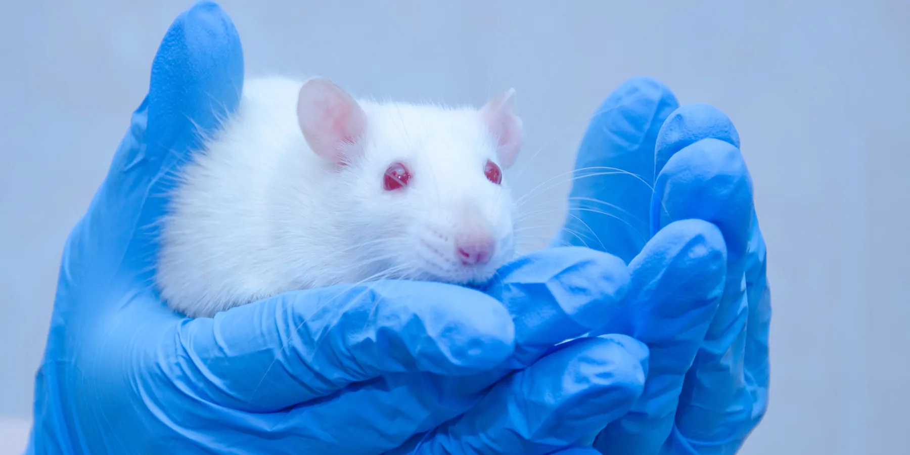 A lab personnel wearing blue protective gloves holds an albino mouse