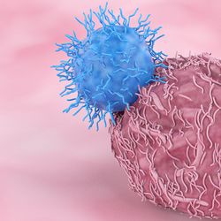 Blue T cells attach to pink cell with pink backdrop. 