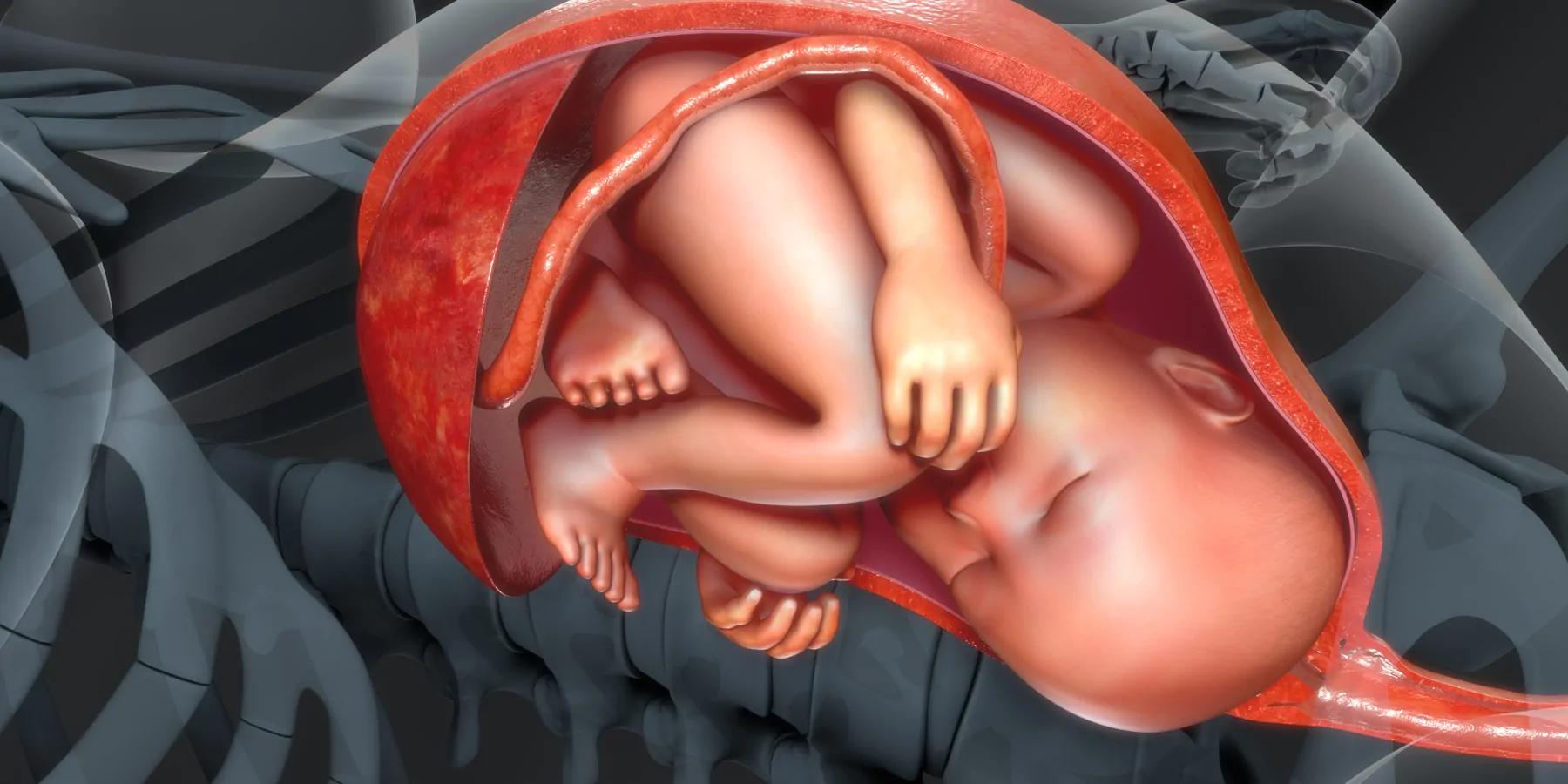 Computer image of a baby in the womb