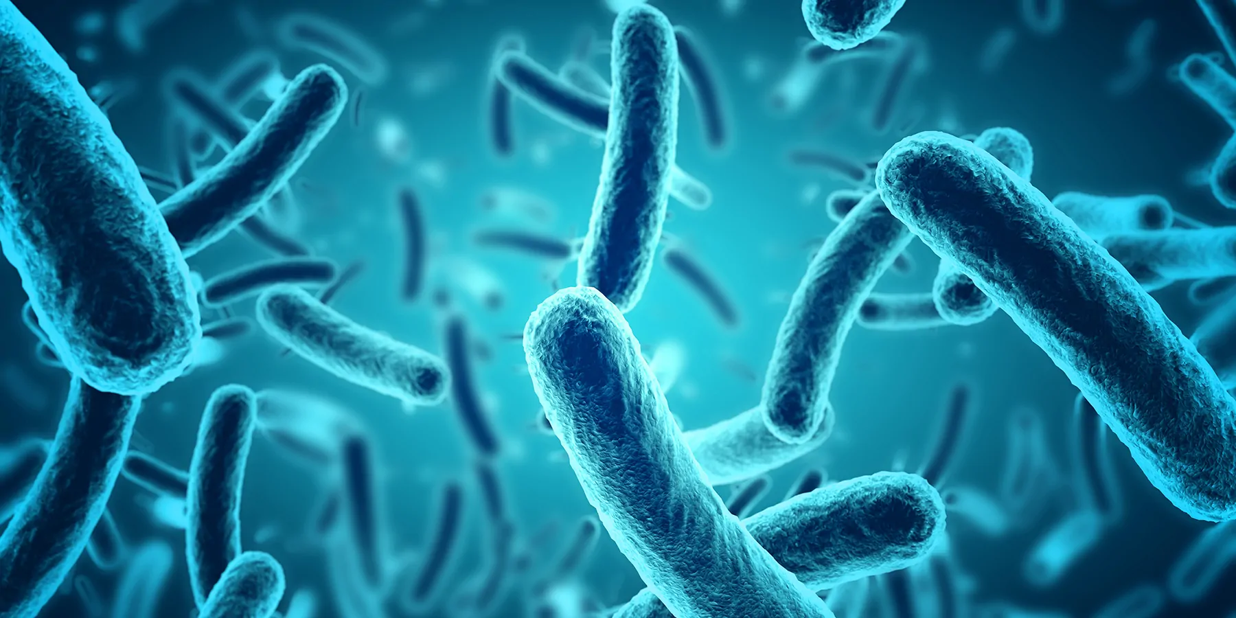 Graphic illustration of rod-shaped, blue-colored bacteria 