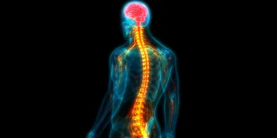 Graphic illustration of a human brain, glowing in red, connected to the spinal cord, highlighted in yellow.