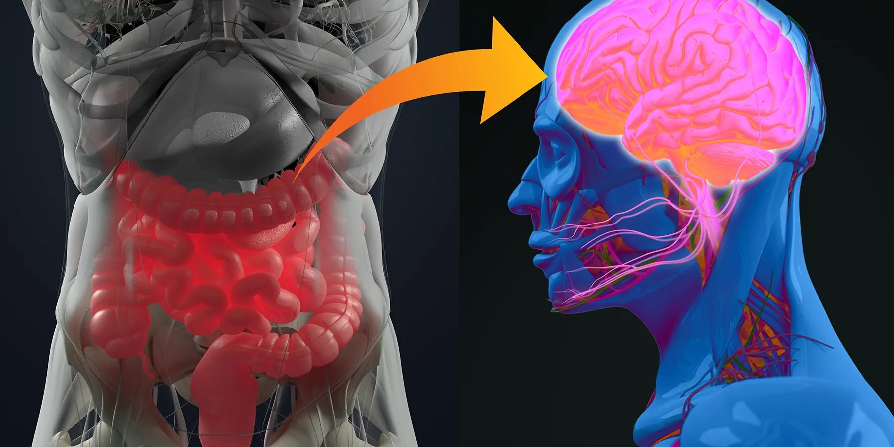 Studies Link Microbiome Changes to Myalgic Encephalomyelitis 3D-illustration showing a connection from the gut to the brain.