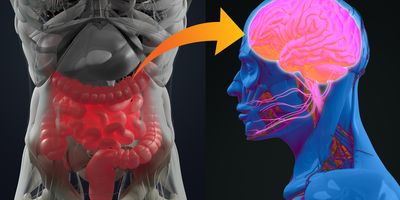 3D-illustration showing a connection from the gut to the brain. 