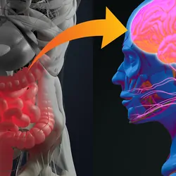 3D-illustration showing a connection from the gut to the brain. 