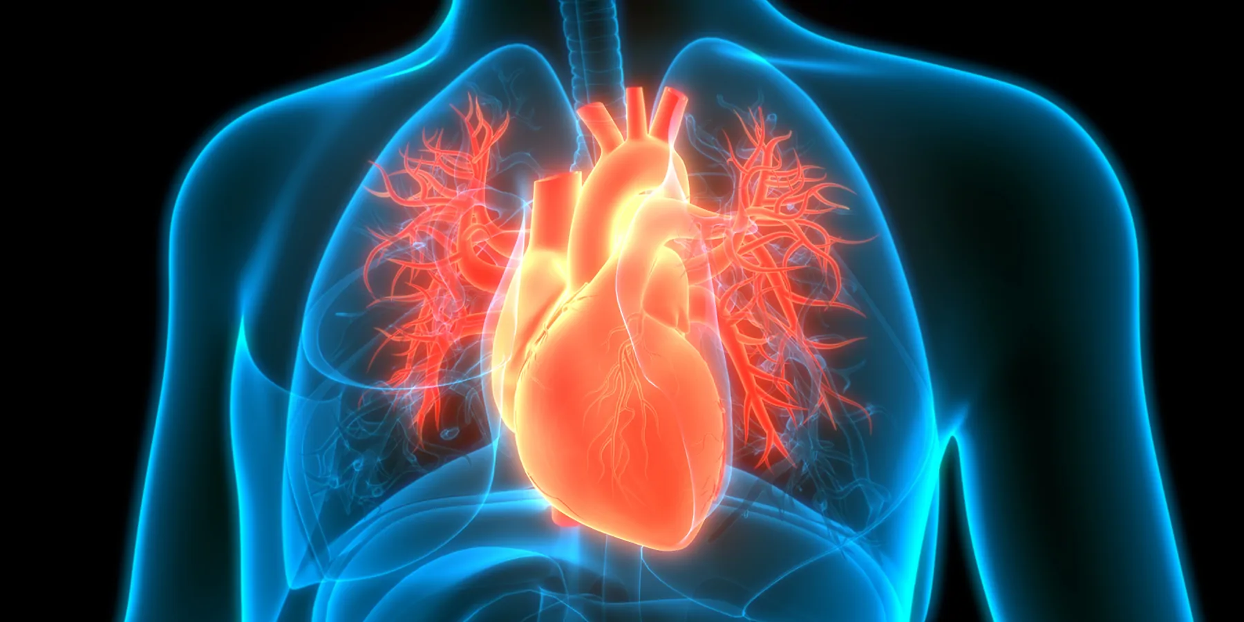 3D illustration of the human circulatory system highlighting the heart anatomy