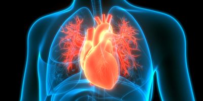 3D illustration of the human circulatory system highlighting the heart anatomy