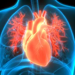 3D illustration of the human circulatory system highlighting the heart anatomy