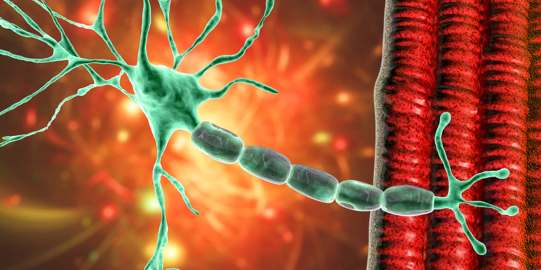 Scientists Discover Rare Brain Disease Involving Cellular Recycling 3D illustration of a motor neuron connecting to a muscle fiber.