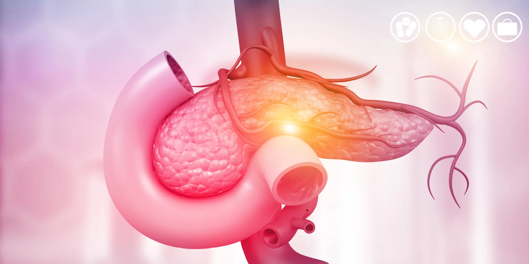 3D illustration of the anatomy of pancreas