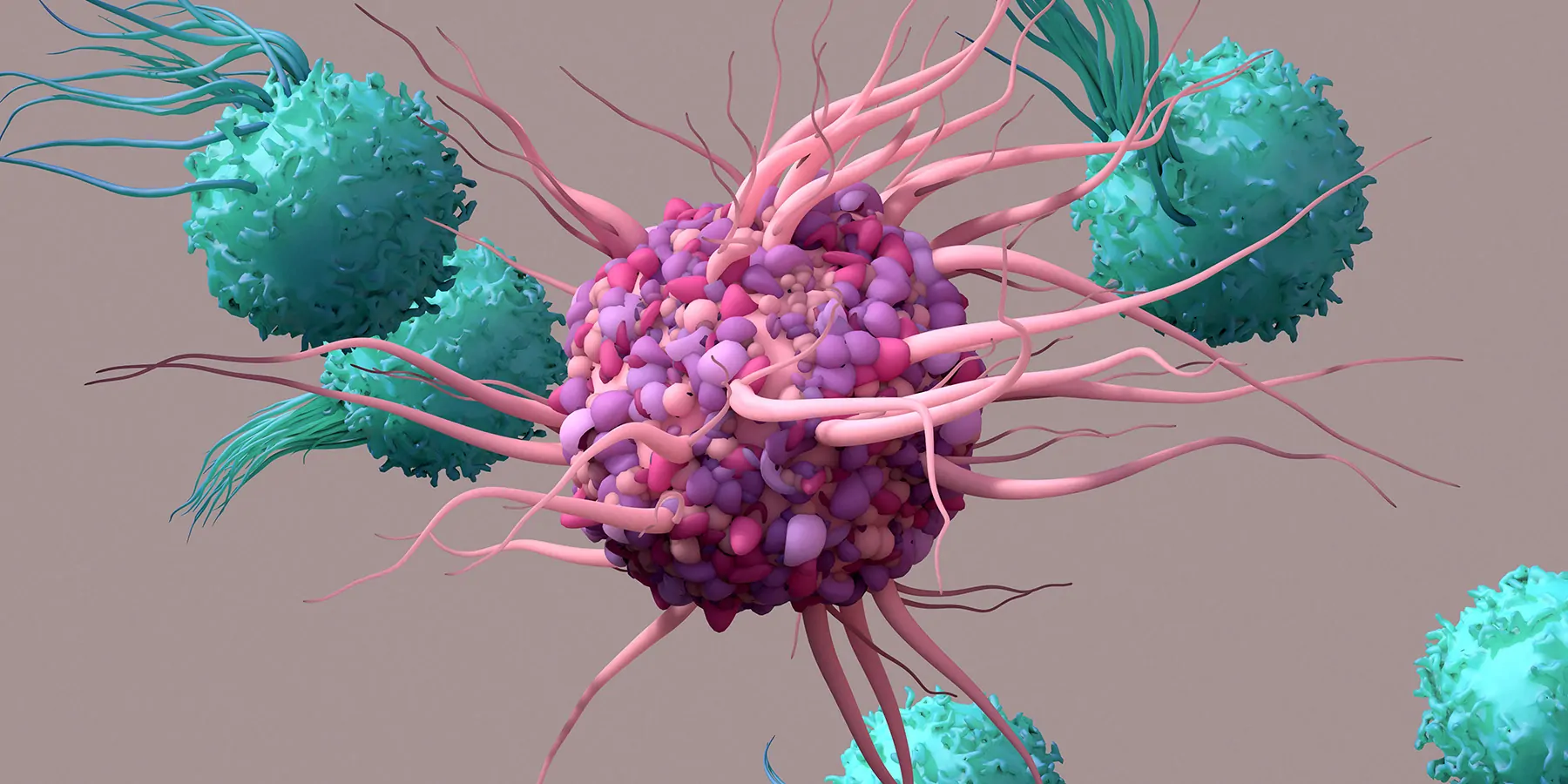 Dendritic cell activates T cells which are responsible for tumor suppression and immunity
