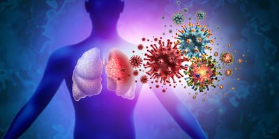 3D illustration of human lungs showing viruses resulting in respiratory inflammation diseases such as influenza flu, pneumonia, and RSV.