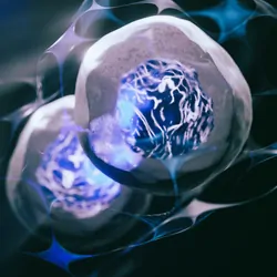 A 3D-rendered image of human stem cells that can differentiate into any other cell type.