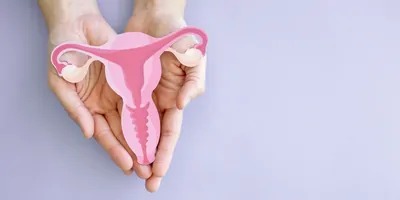 A pair of hands holding uterus, female reproductive system, against a purple background