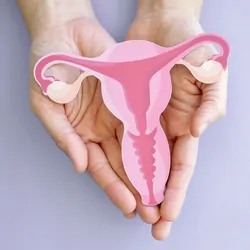 A pair of hands holding uterus, female reproductive system, against a purple background