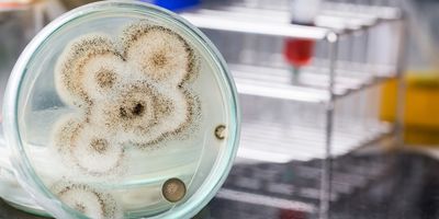 A gloved hand holds a petridish with fungal colonies