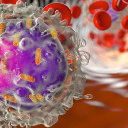 Leucocyte with mitochondria, 3D illustration against a background of red blood cells in circulation.