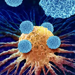 Graphic illustration of Leukocytes Attacking Cancer cell