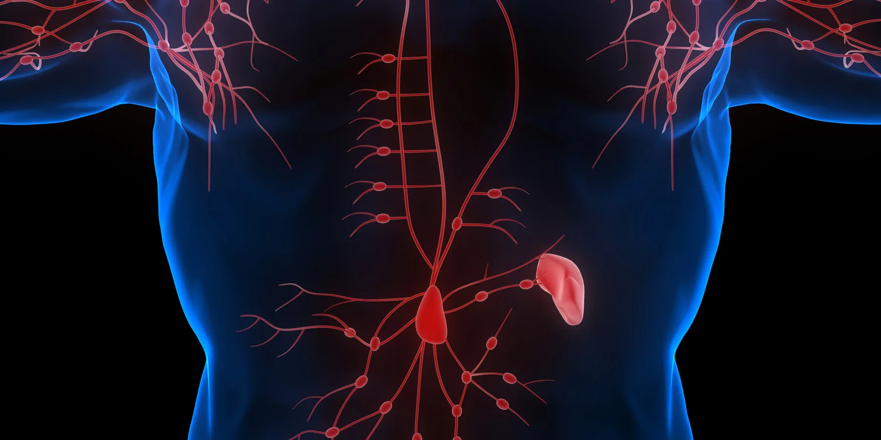 3D Illustration of Lymph Nodes system in a human body