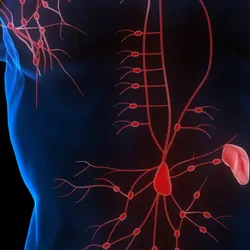 3D Illustration of Lymph Nodes system in a human body