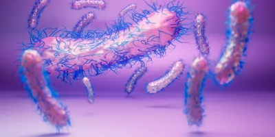 3D illustration of gram-negative Shigella bacteria