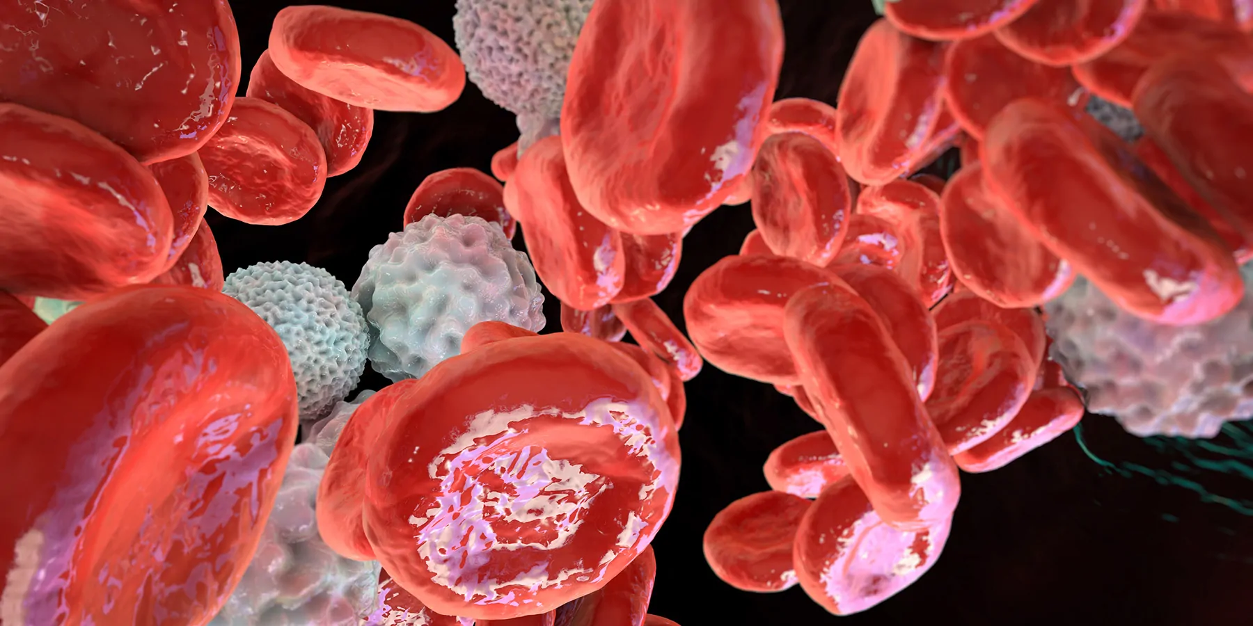 a  3D illustration showing abundant red blood cells along with cancer cells inside a blood vessel.