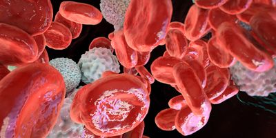 a  3D illustration showing abundant red blood cells along with cancer cells inside a blood vessel.