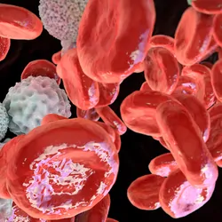 a  3D illustration showing abundant red blood cells along with cancer cells inside a blood vessel.