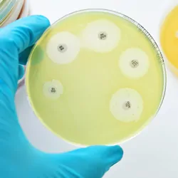 Antimicrobial test in a petri dish