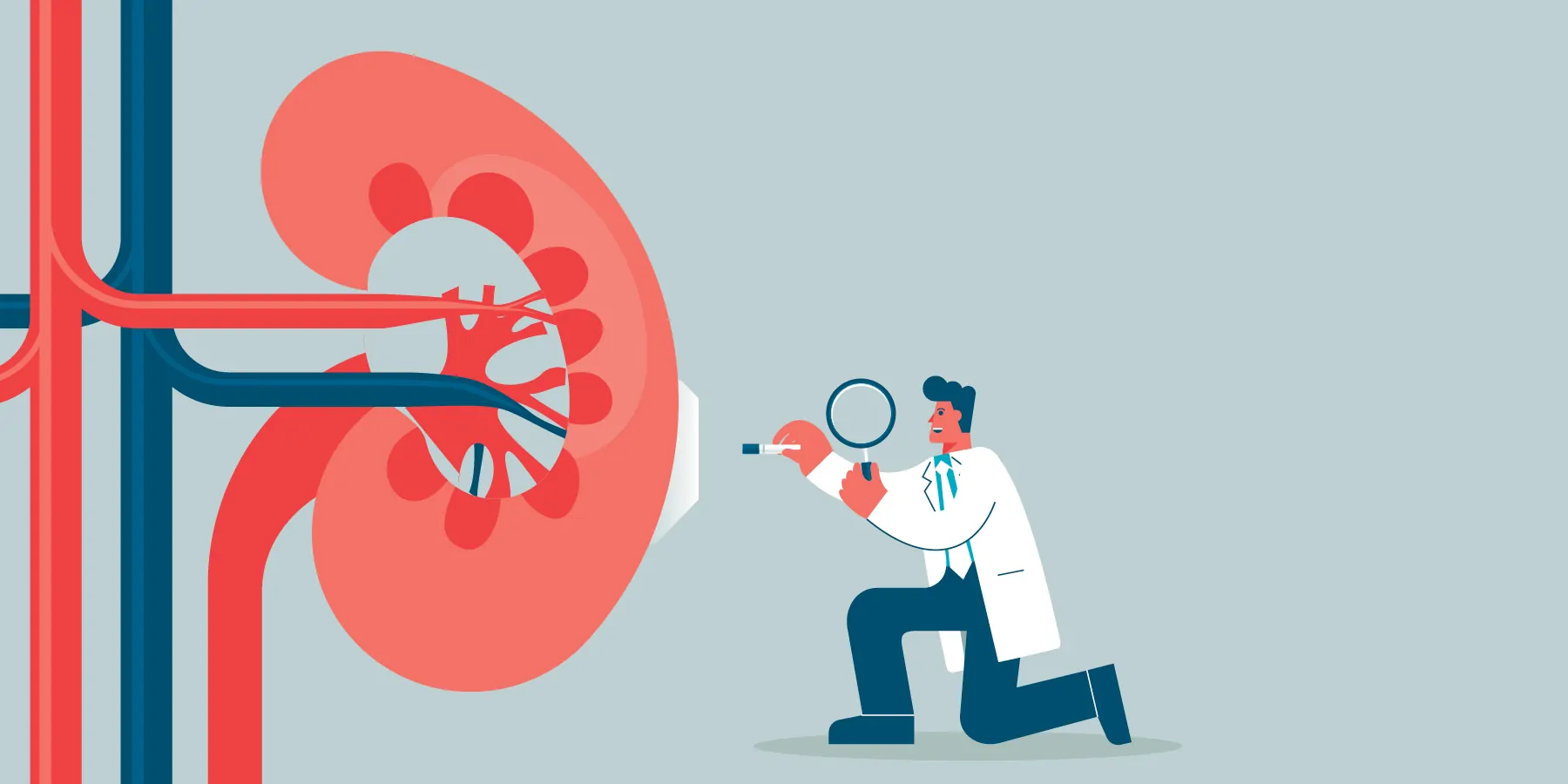 Vector image of a researcher sampling a large kidney