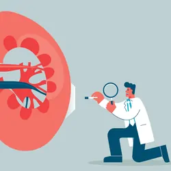 Vector image of a researcher sampling a large kidney