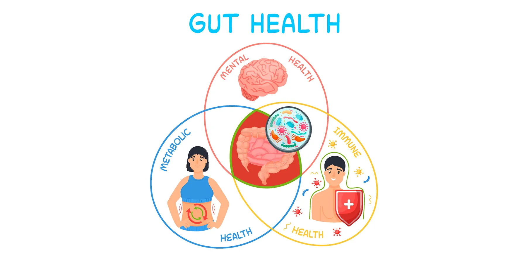 A  Medical infographic showing why gut health is important as a Venn diagram.