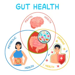 A  Medical infographic showing why gut health is important as a Venn diagram.
