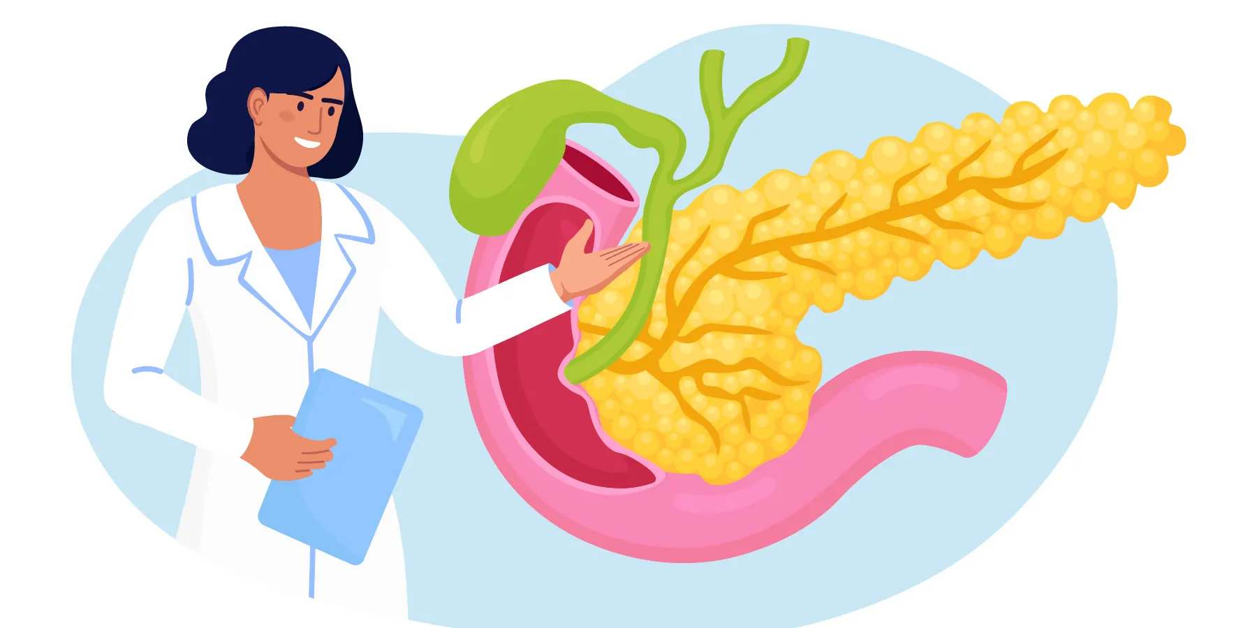 Illustration of a female clinician pointing to a vector of a human pancreas.