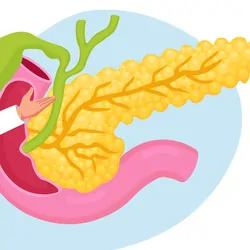 Illustration of a female clinician pointing to a vector of a human pancreas.