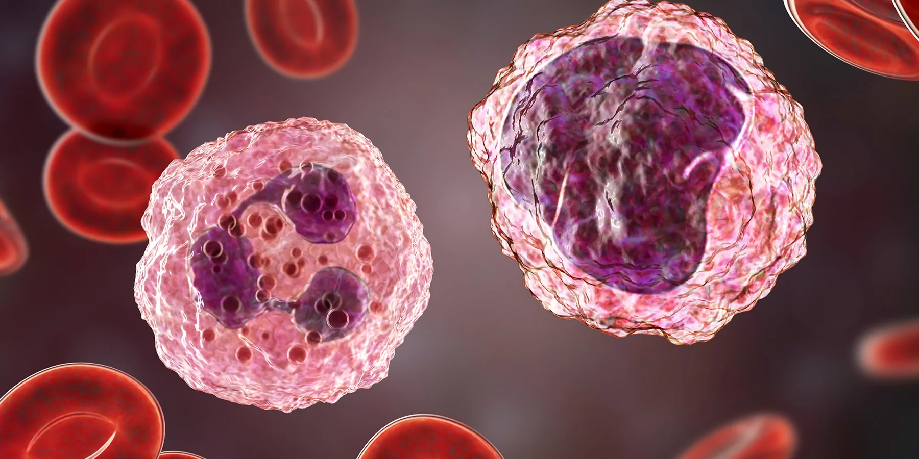 3D illustration of monocyte and neutrophil, types of white blood cells, surrounded by red blood cells.