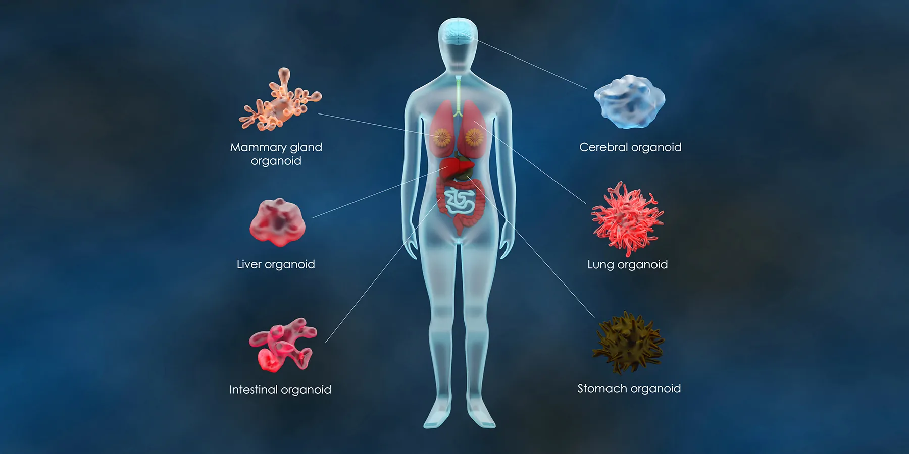 3D rendering of various common human organoids Tissue