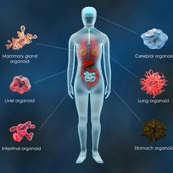 3D rendering of various common human organoids Tissue
