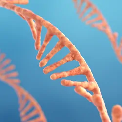 Graphic illustration of a single-strand ribonucleic acid denoting RNA research