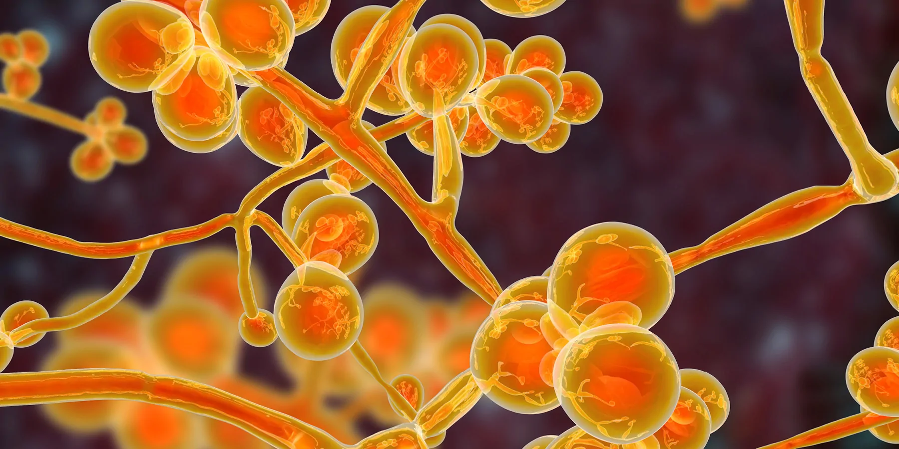 3D illustration of Candida auris fungi, an emerging multidrug-resistant fungus