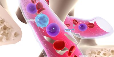 3D rendering of the composition of the bone marrow showing hematopoiesis