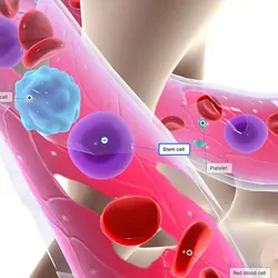 3D rendering of the composition of the bone marrow showing hematopoiesis