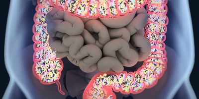 3D illustration of bacteria inside the large intestine. 