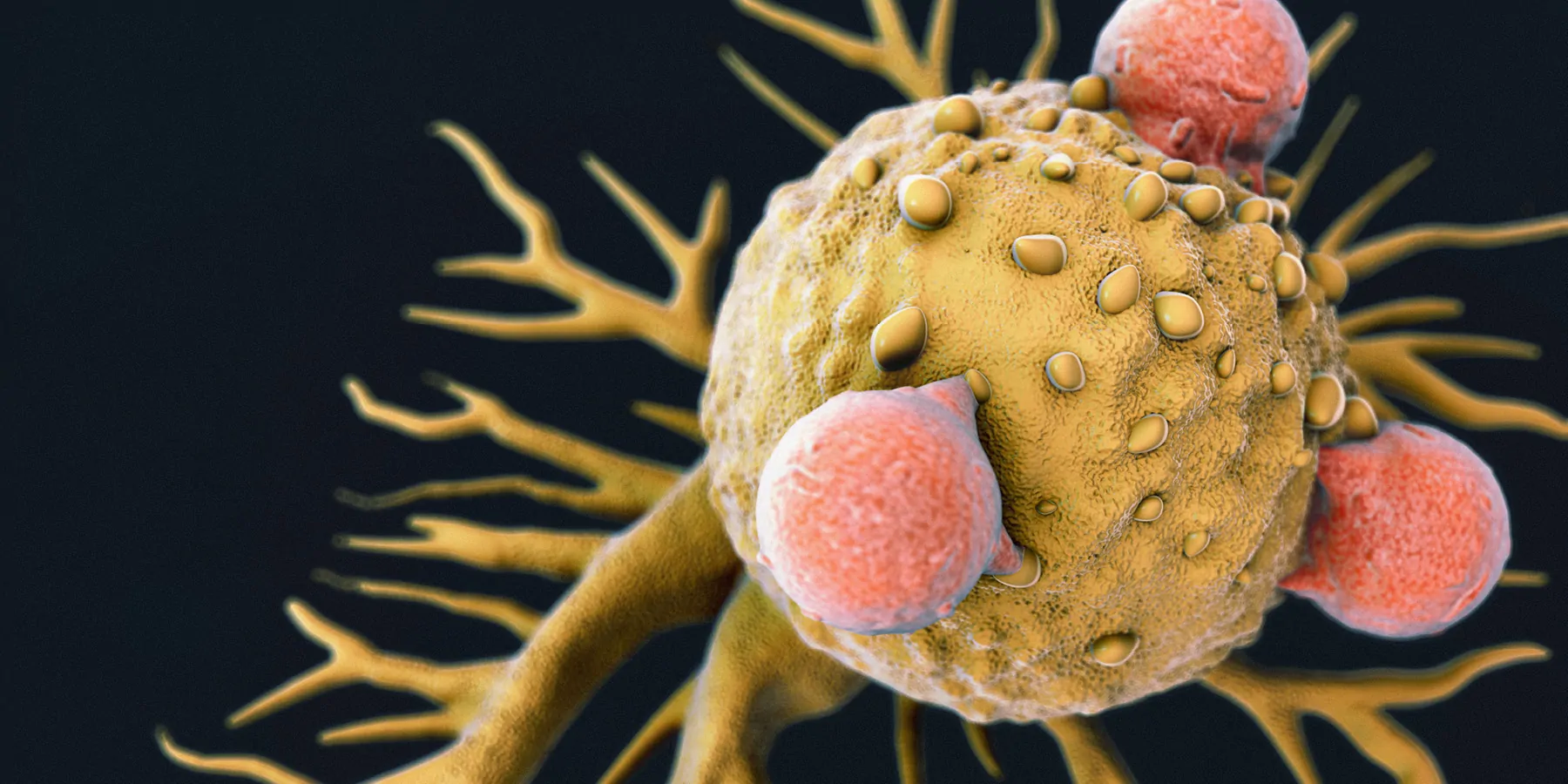 T lymphocytes attached to a cancer cell artwork.